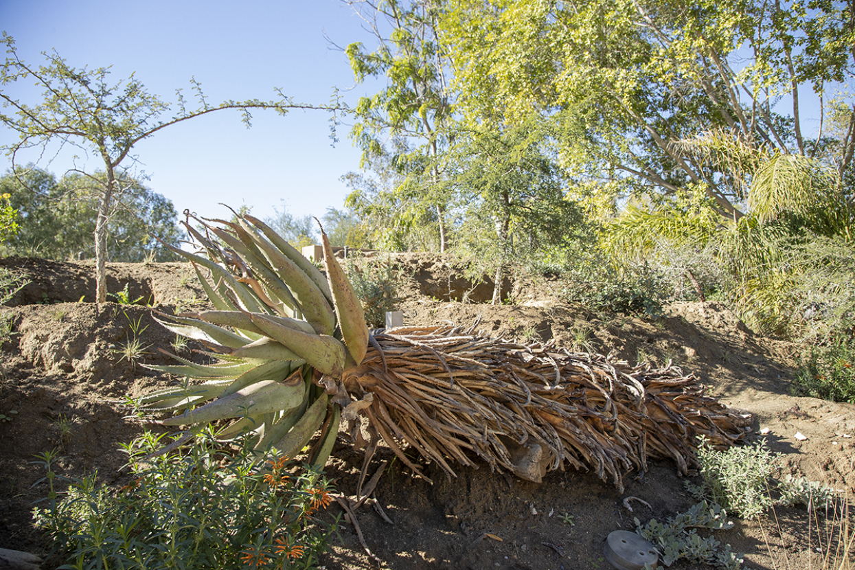 Cape aloe