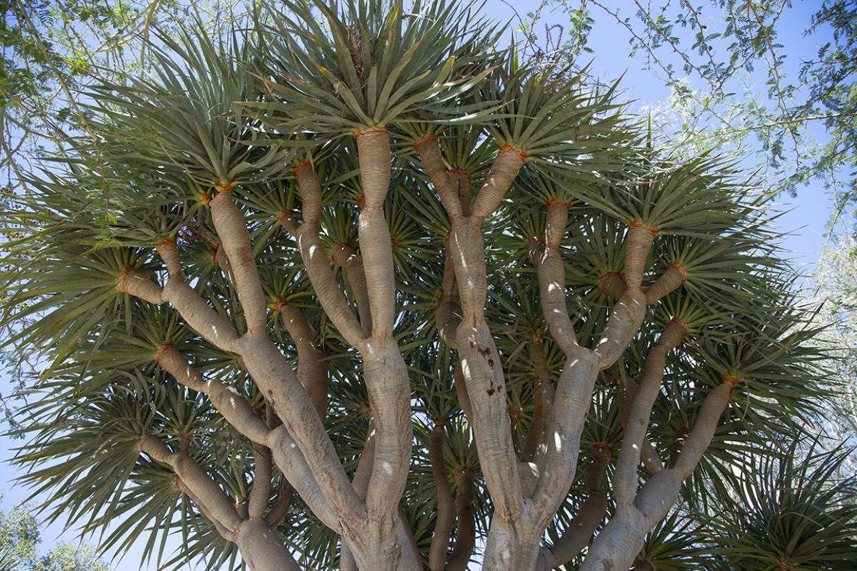 Dragon tree