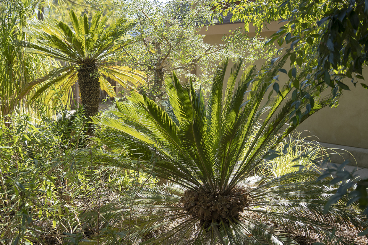 Sago palms