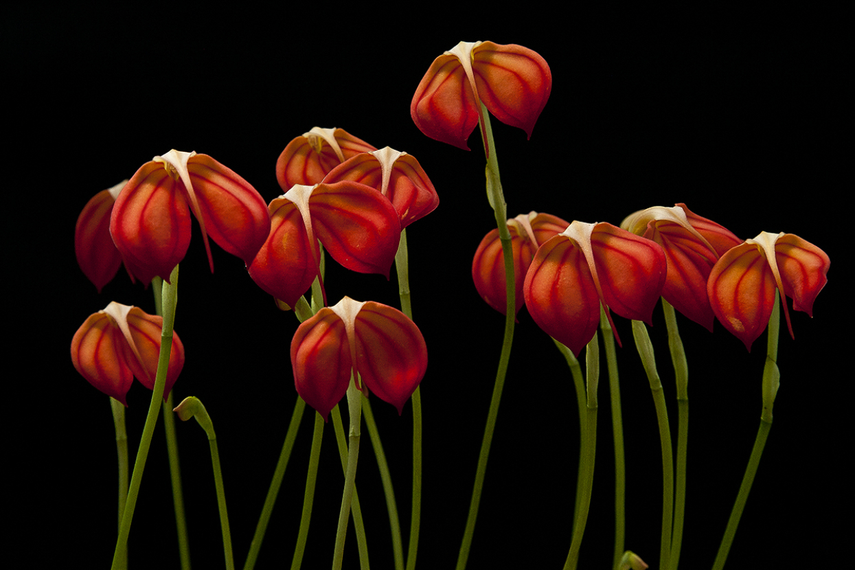 orchids