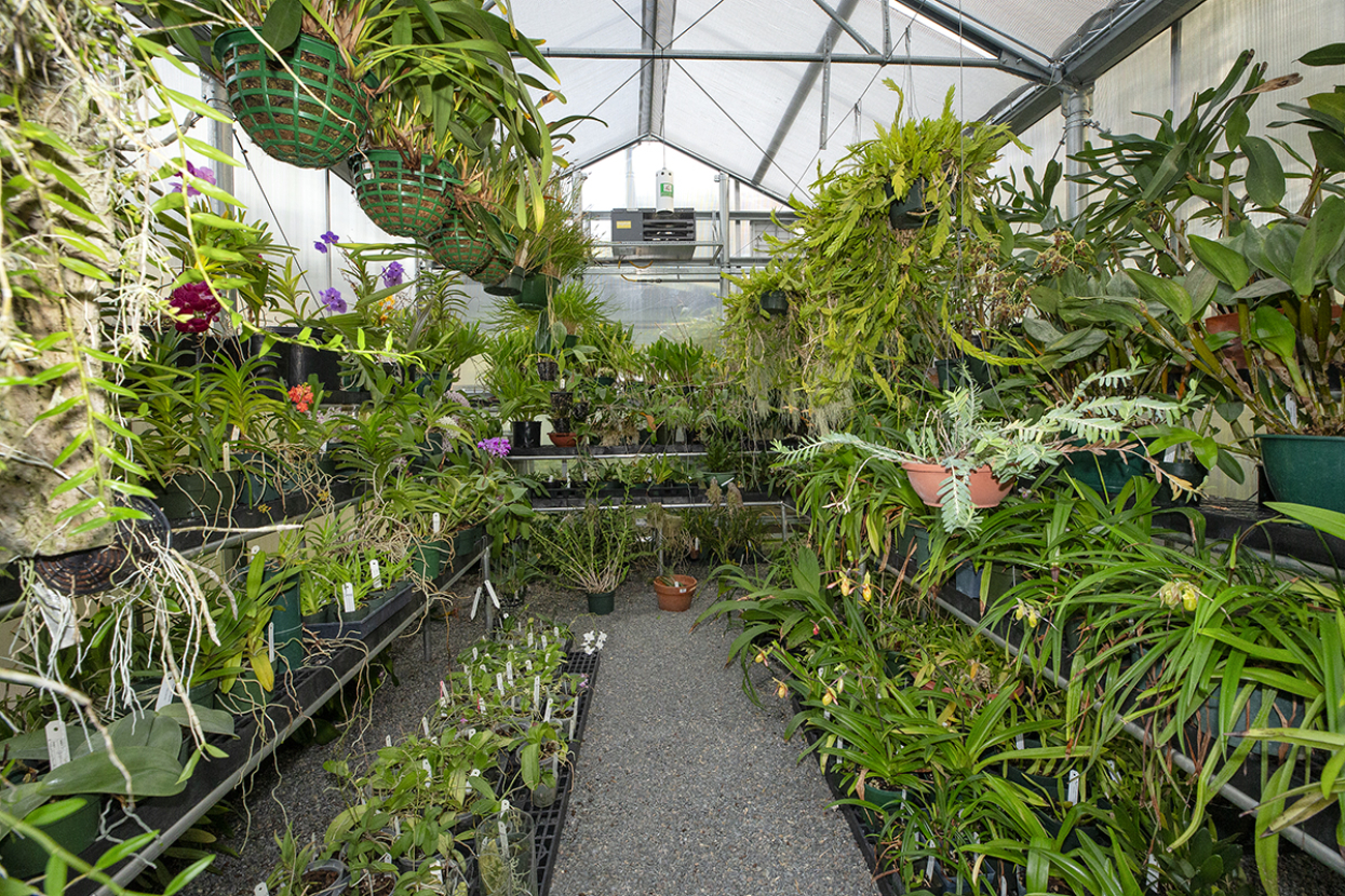 Orchid House