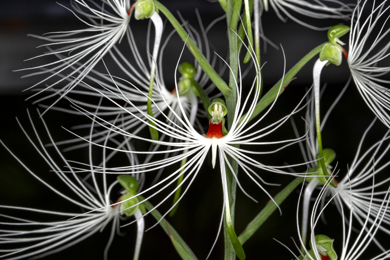 medusa orchid