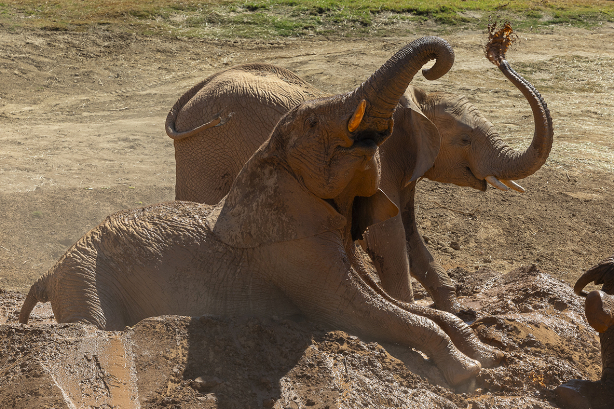 Elephants in mud wallow