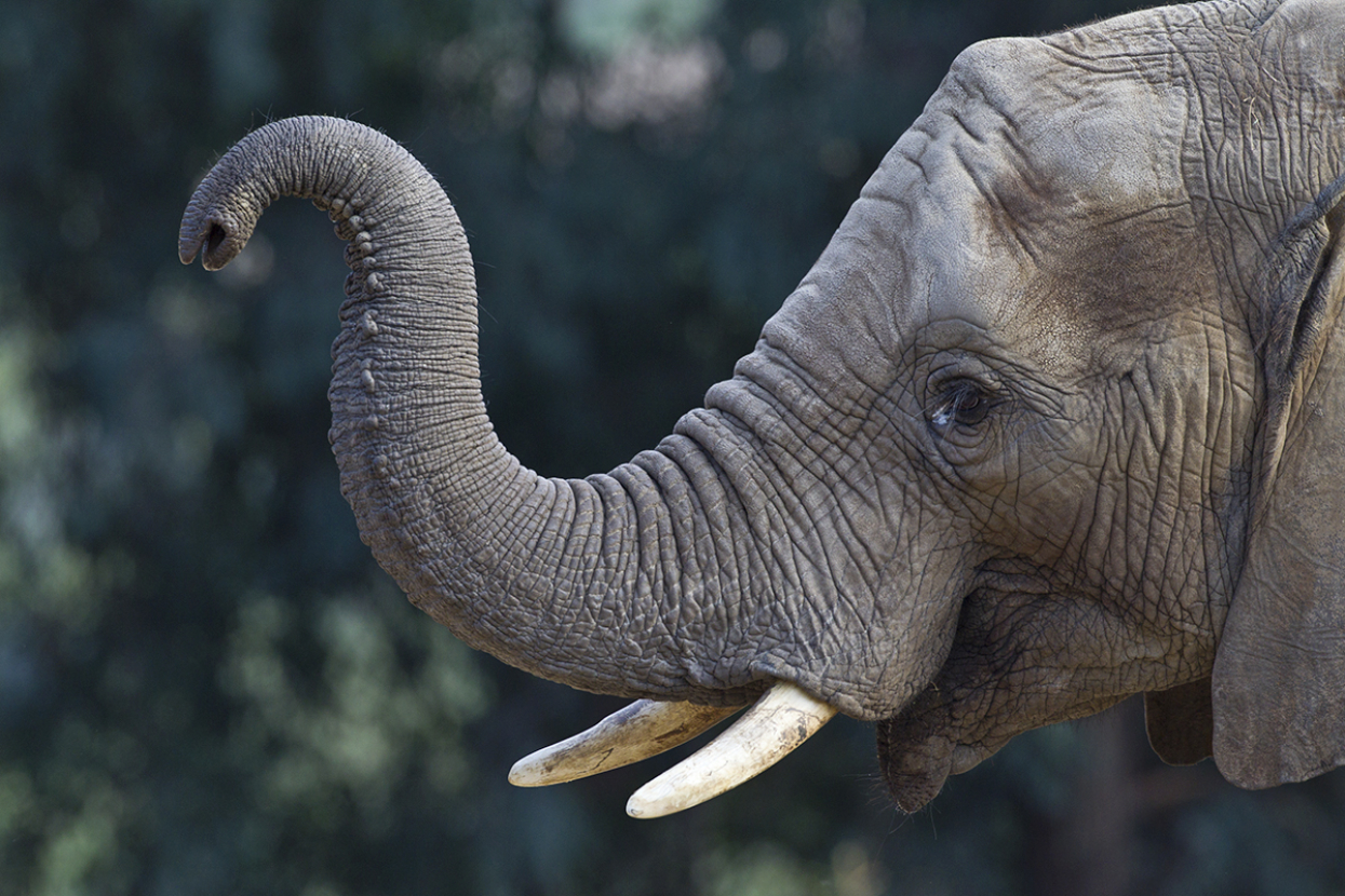 Elephant with trunk raised