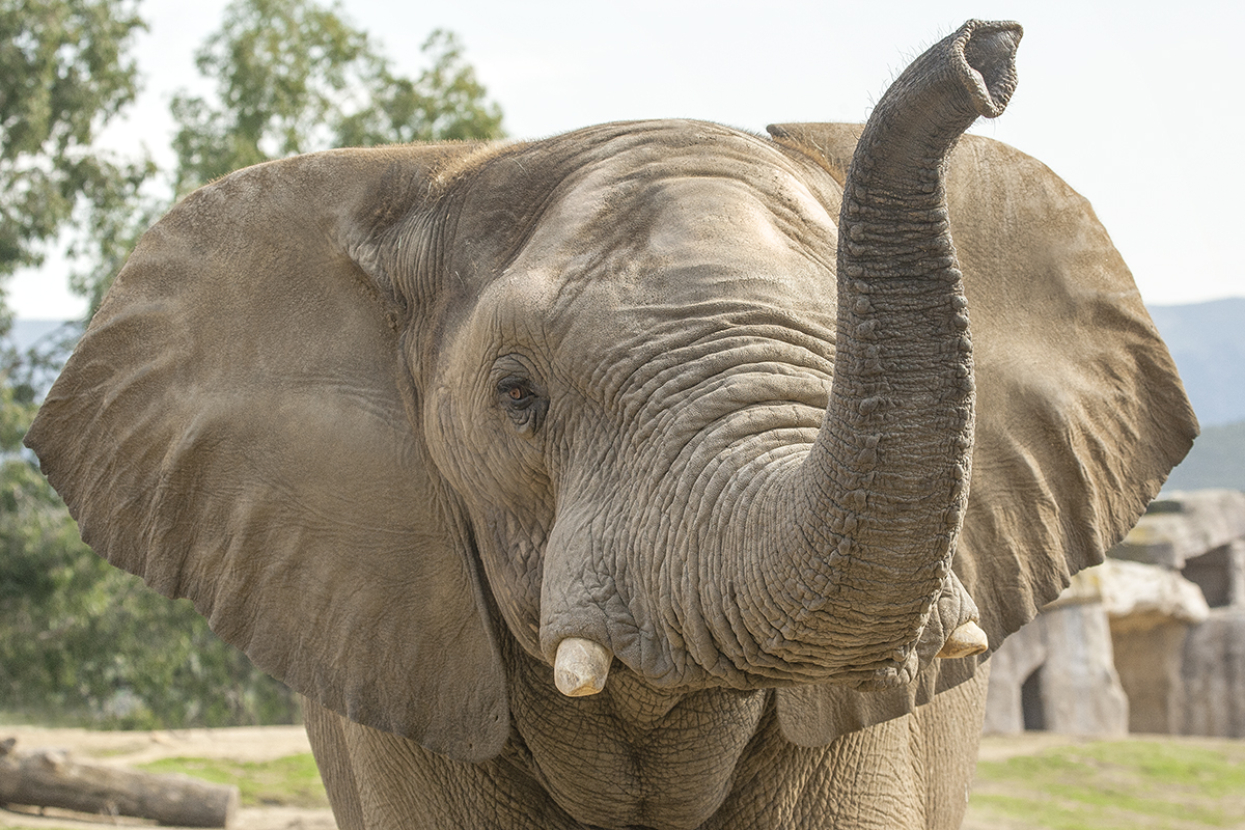 Elephant with trunk raised