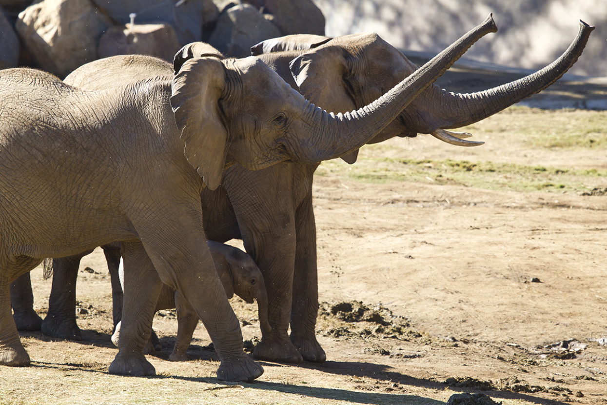 Two elephants with trunks straight out