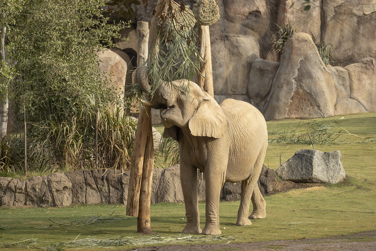 Elephant reaching up for browse