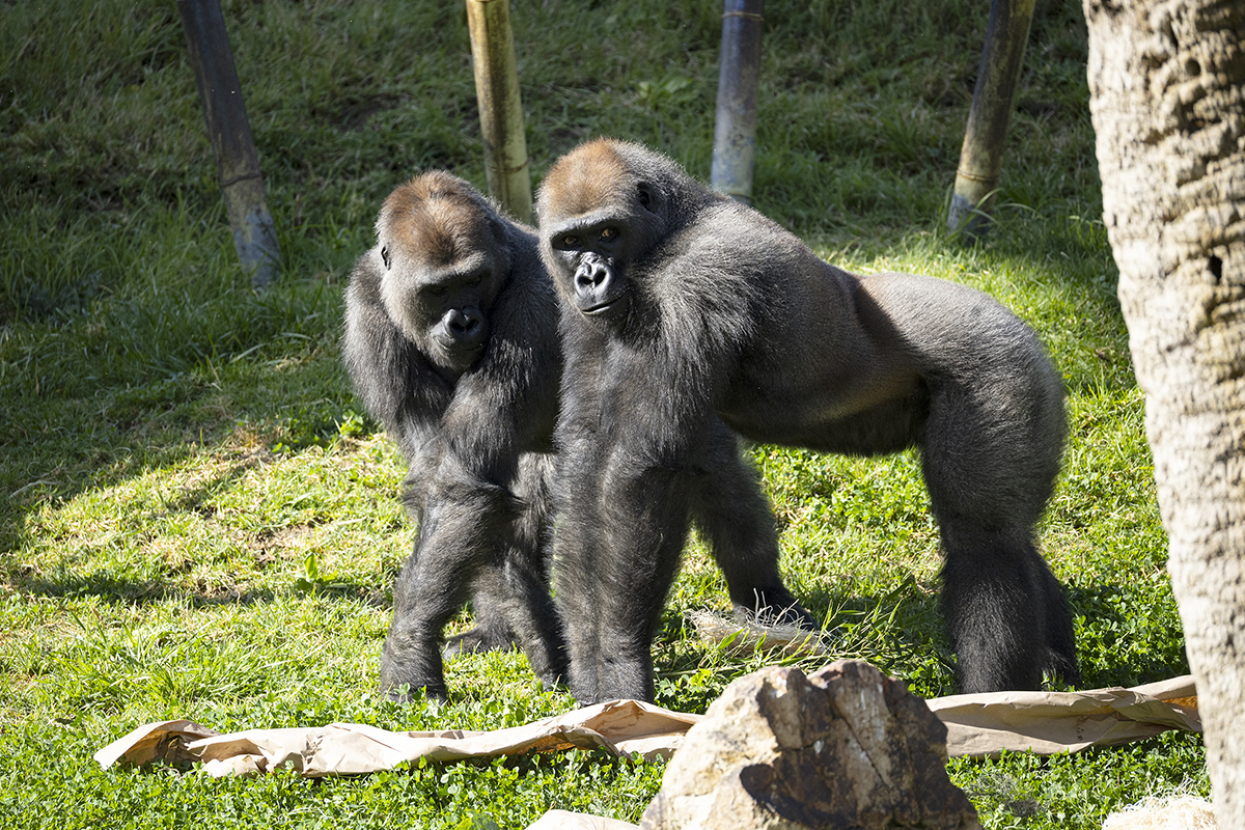 gorillas Njembra and Mokonzi walking together