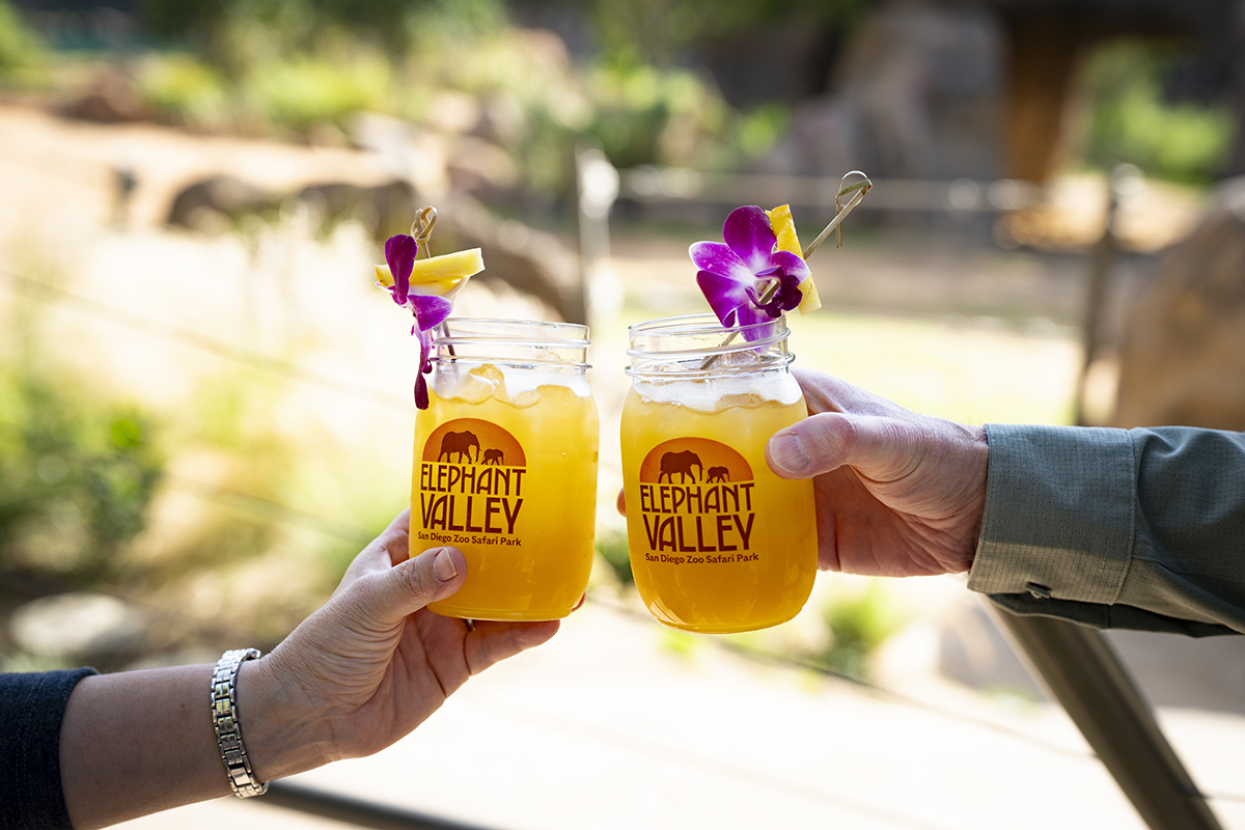 guests cheers-ing drinks at elephant valley