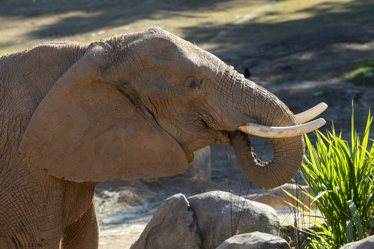 Elephant lifting trunk to its mouth.
