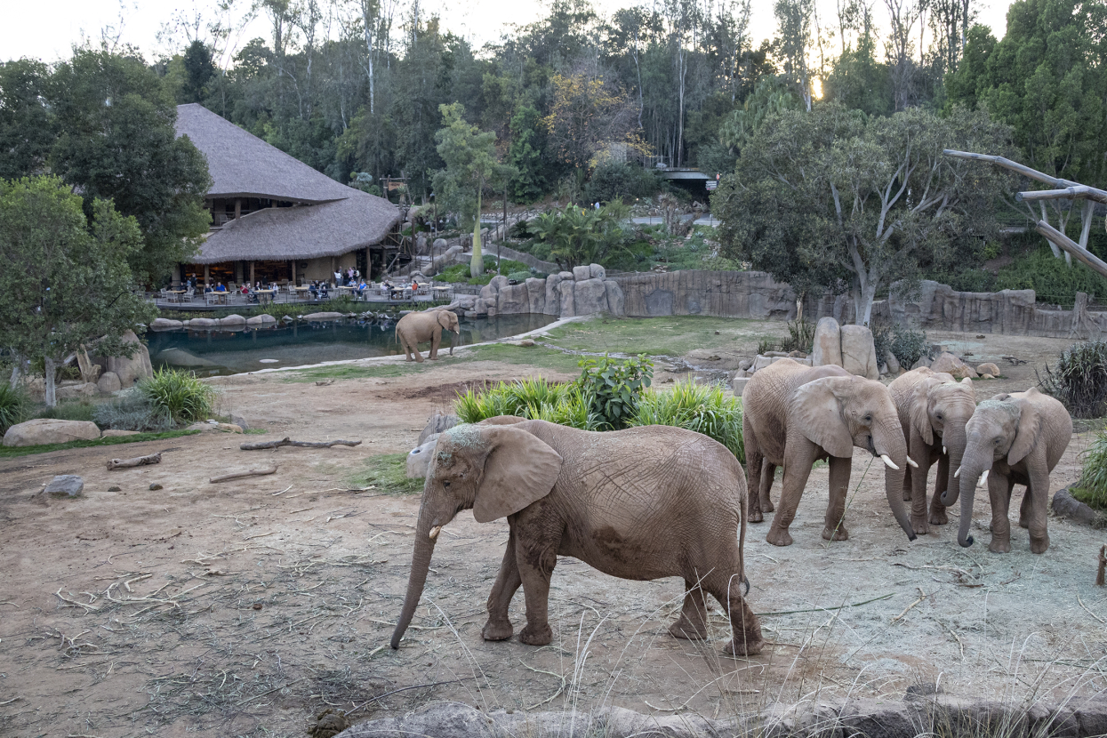 elephant valley with guests in the background