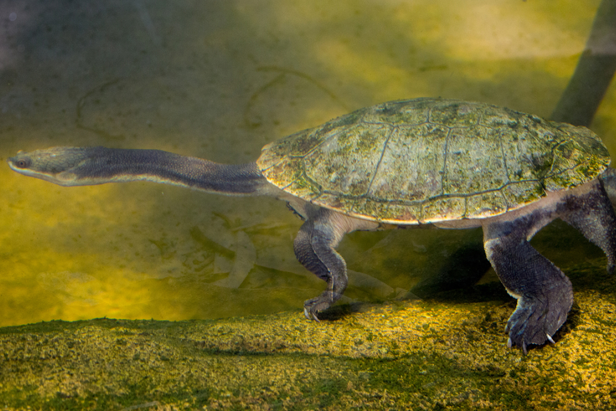 Turtle in water