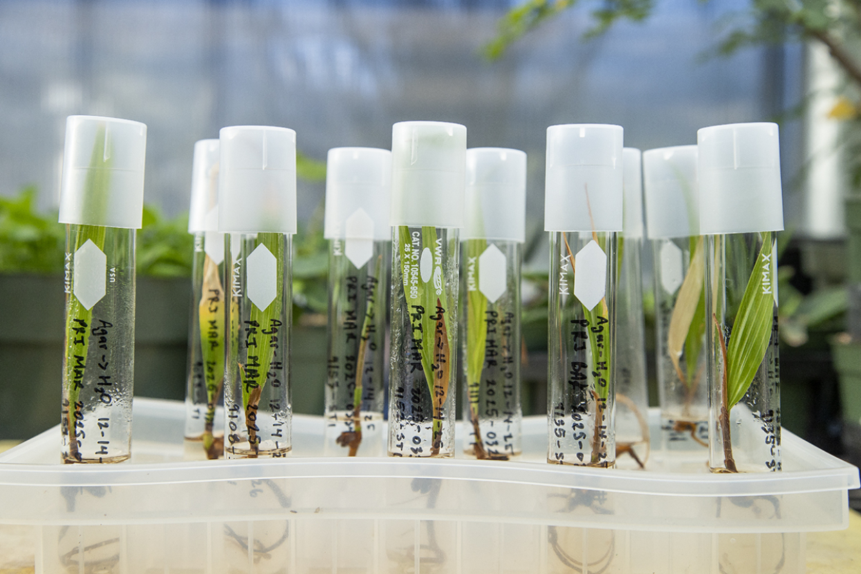 Loulu palm tissue cultures