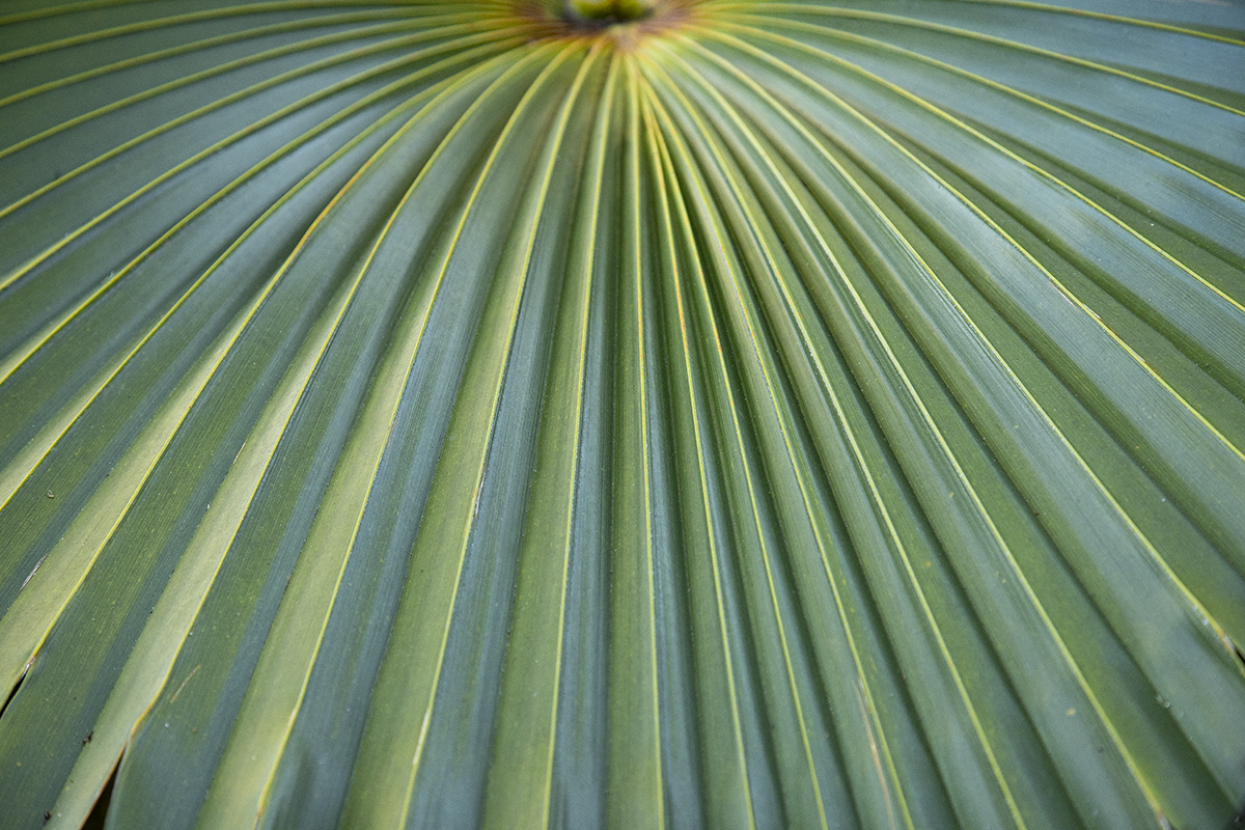 Loulu palm frond