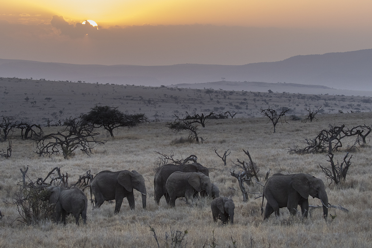 Herd of African savanna elephants at sunset