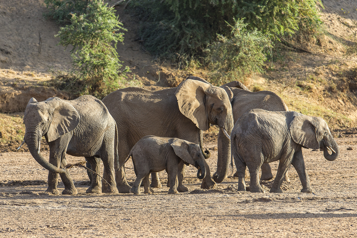 Herd of African savanna elephants