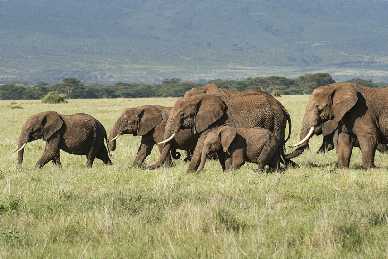 Herd of African savanna elephants