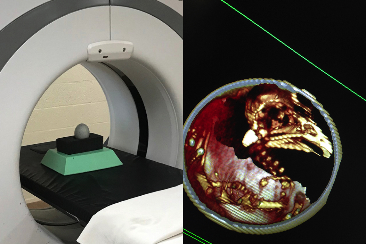 Egg CT