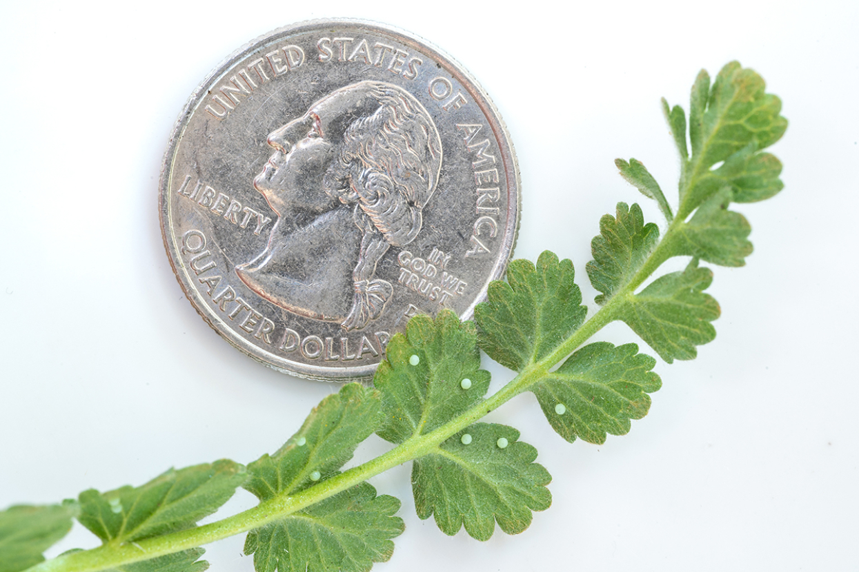 Laguna Mountains skipper eggs on plant