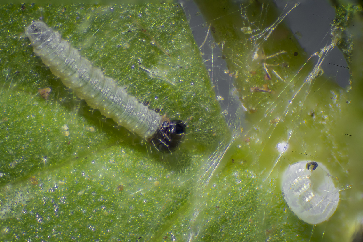Laguna Mountains skipper larvae