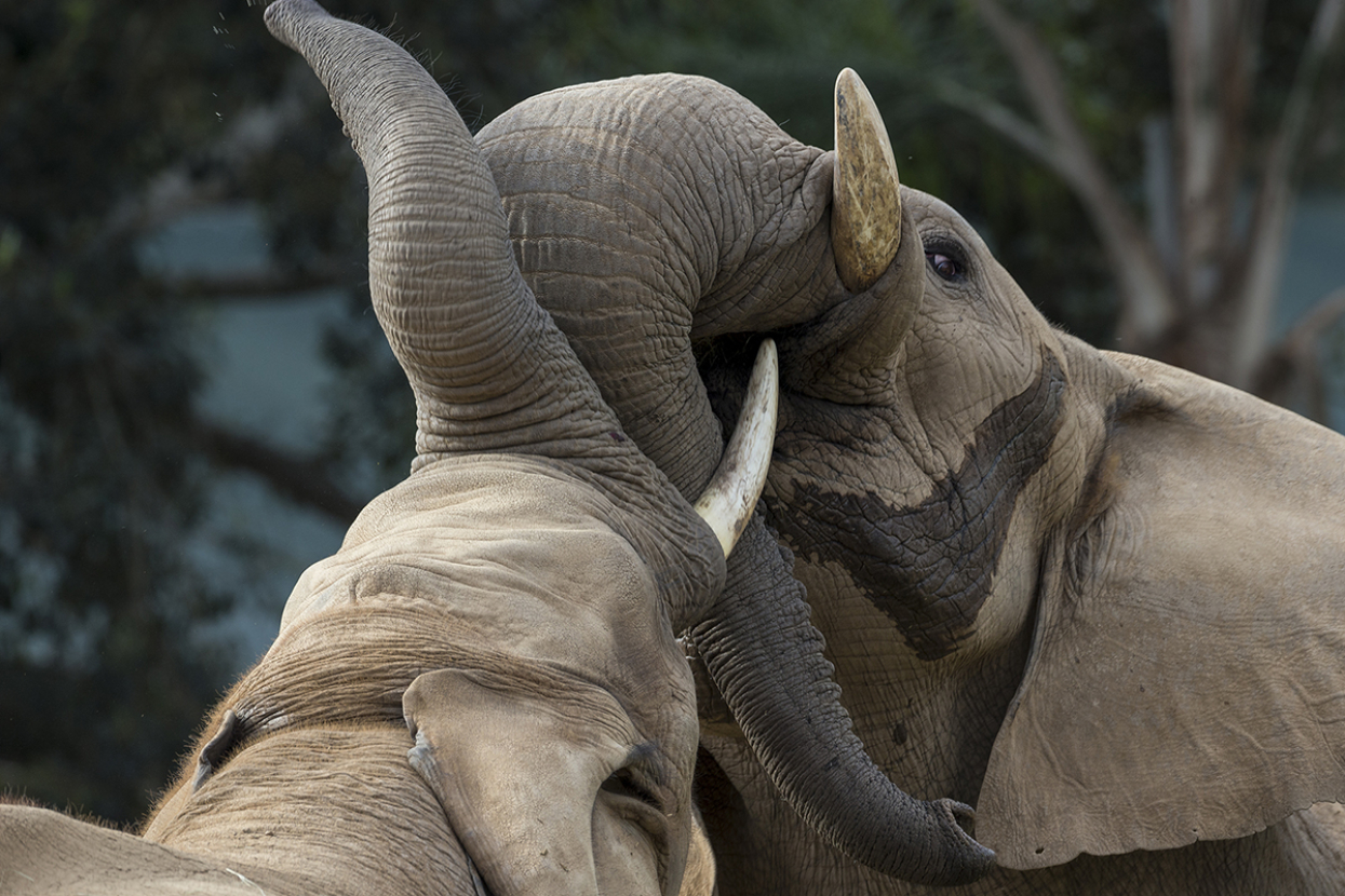Two elephants sparring
