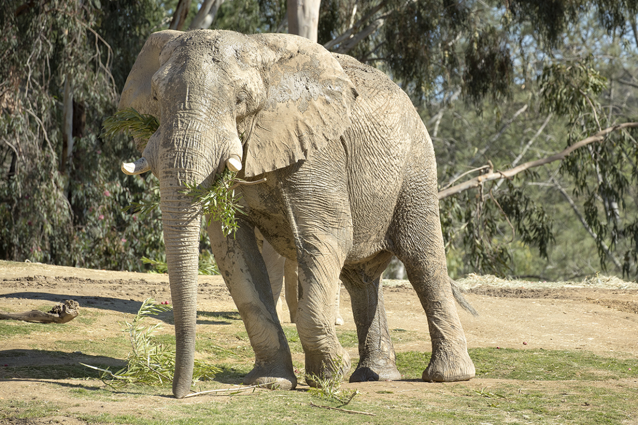 Bull elephant eating