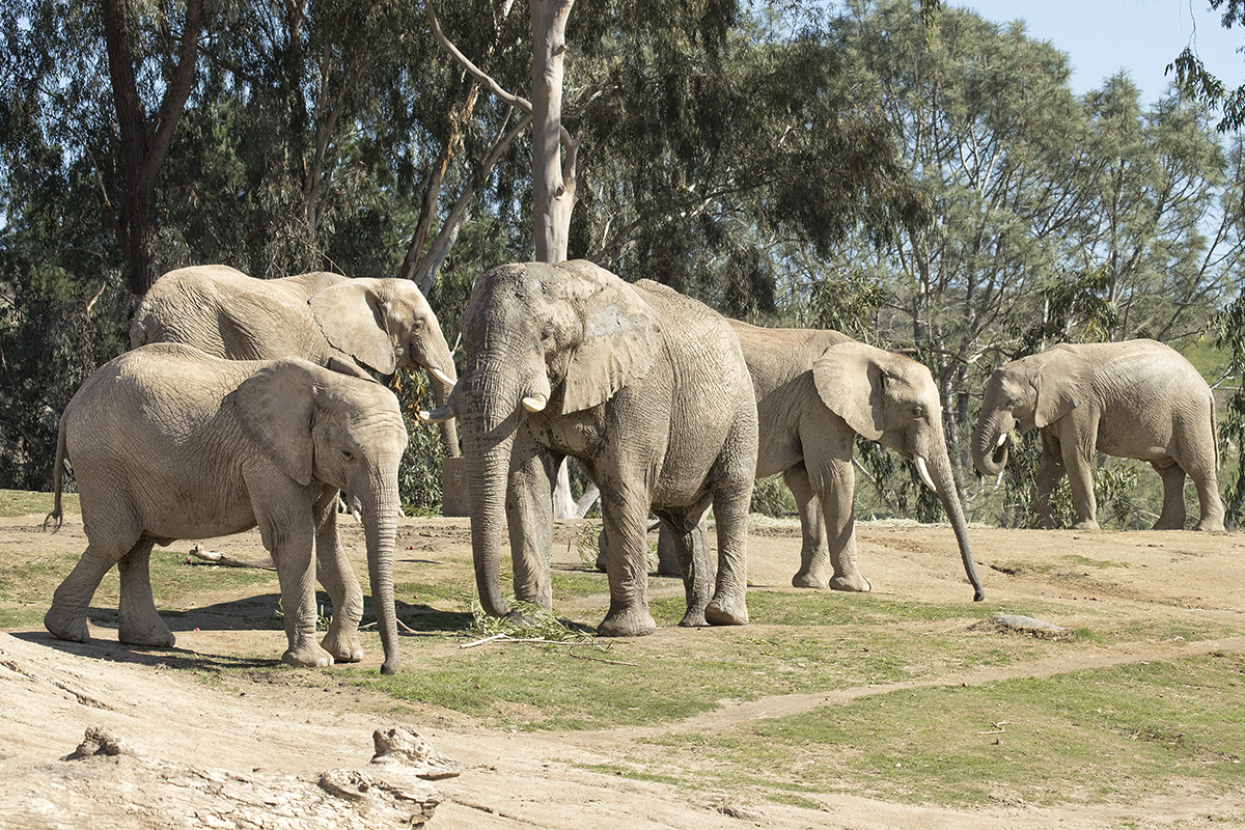 Herd of African savanna elephants
