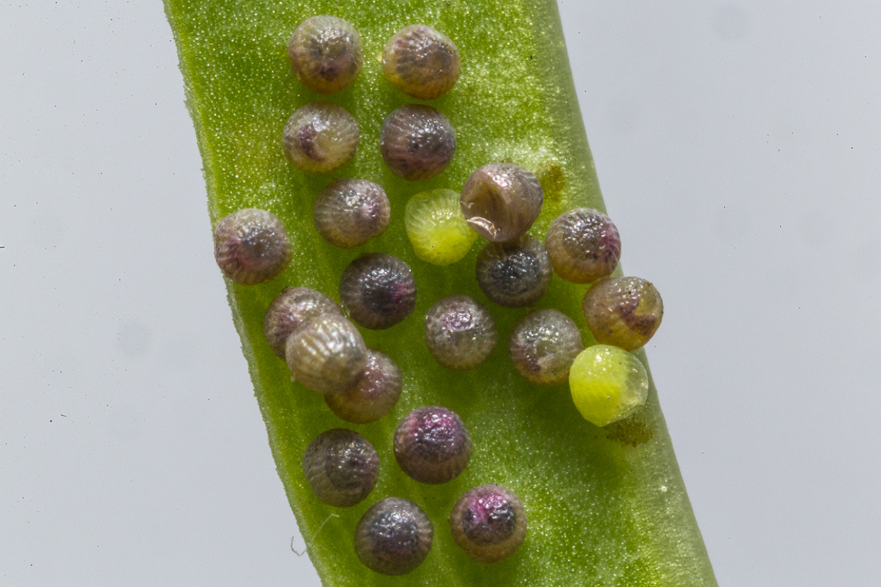 Quino checkerspot butterfly eggs