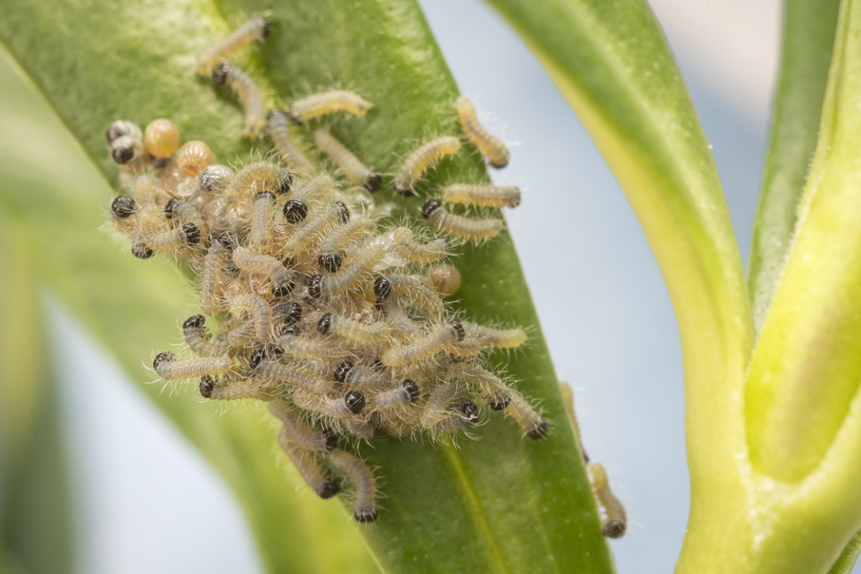 Quino checkerspot butterfly larvae