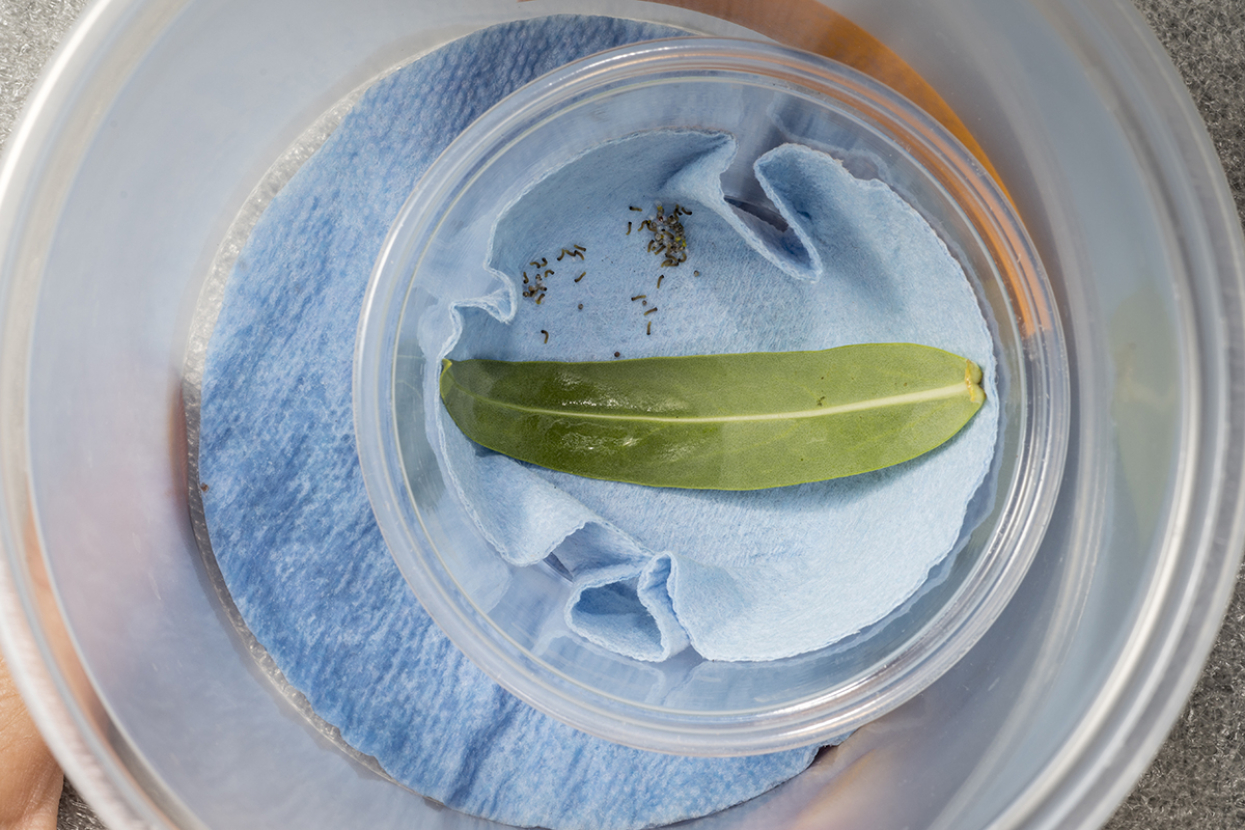 Quino checkerspot butterfly larvae in cup