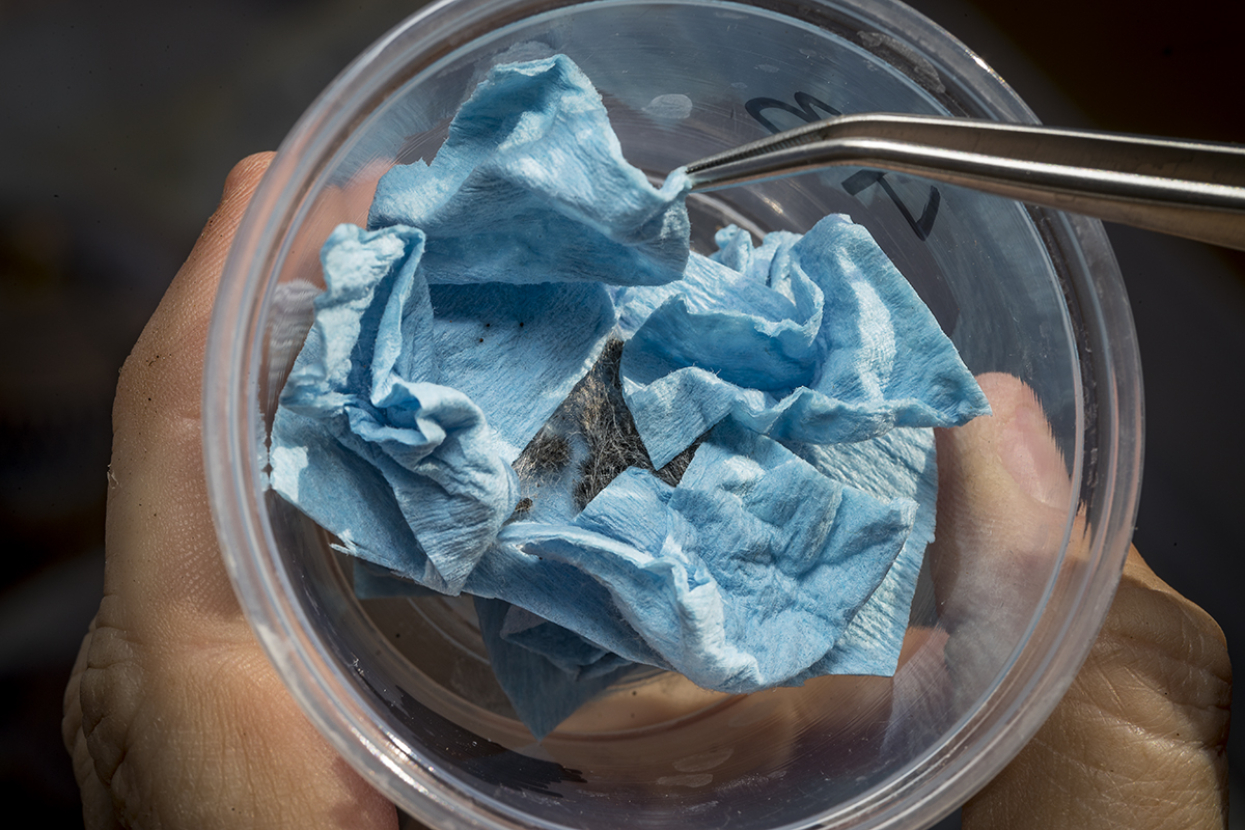 Quino checkerspot butterfly larvae in cup