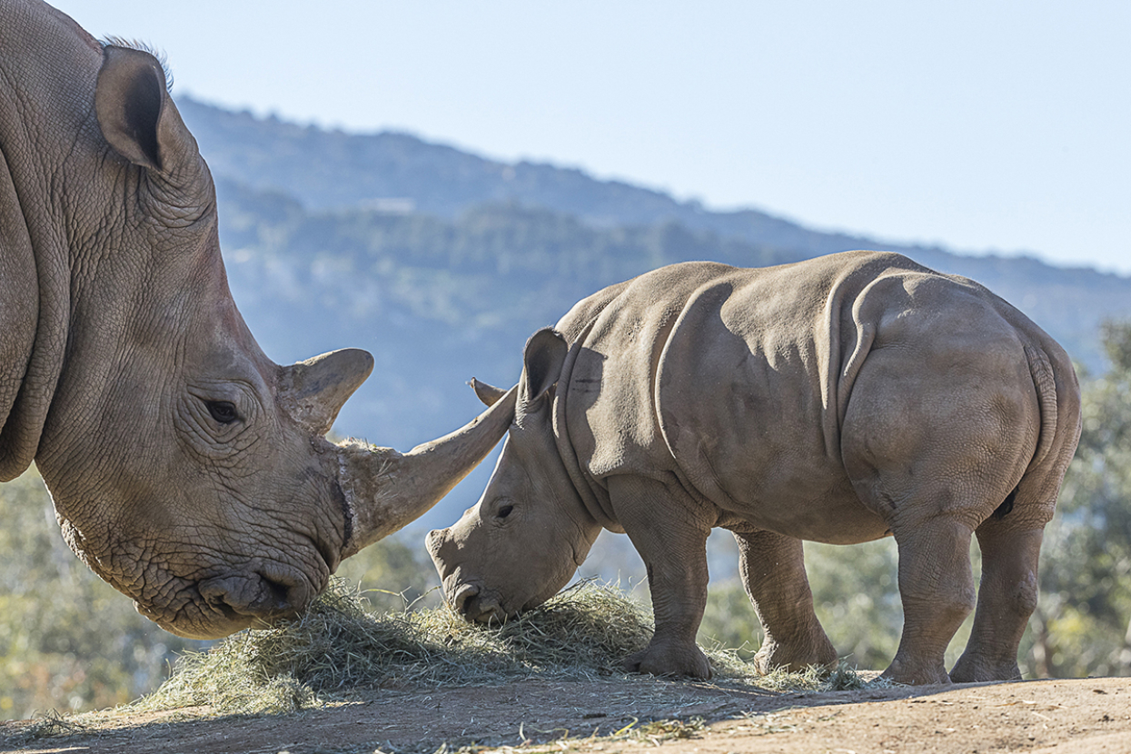 Rhinos grazing