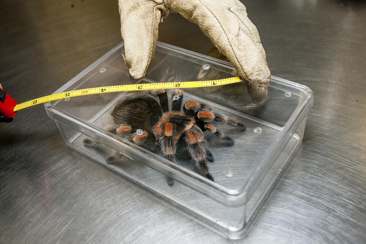 measuring a tarantula