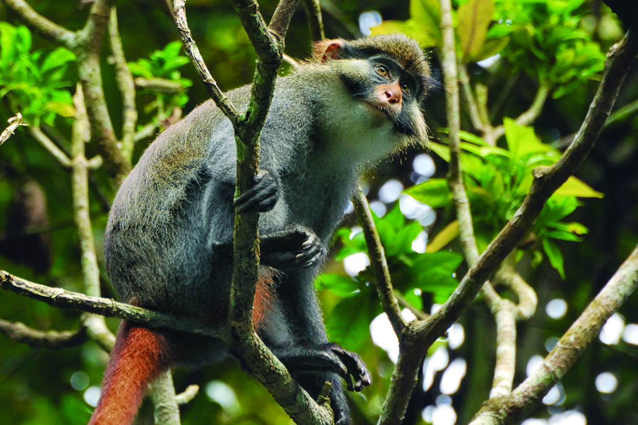 Red-tailed guenon in tree
