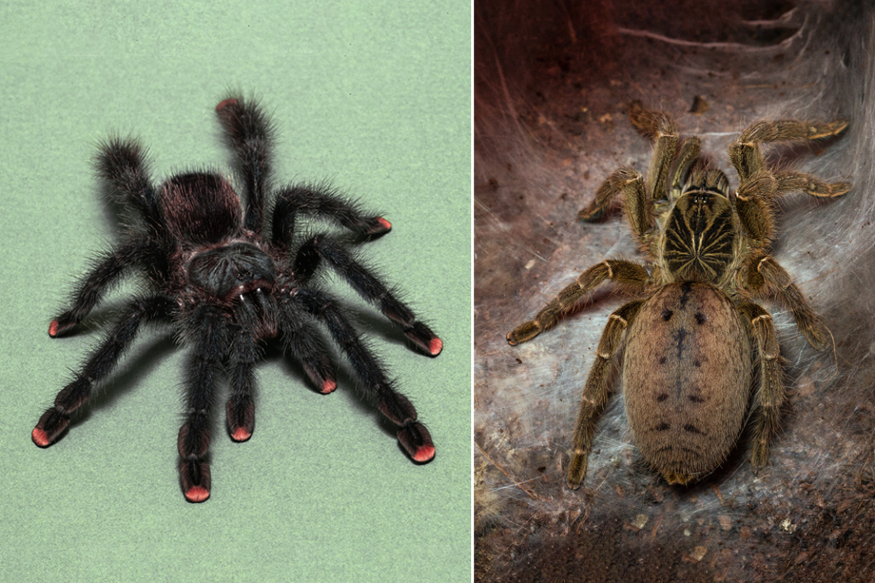2 spiders 