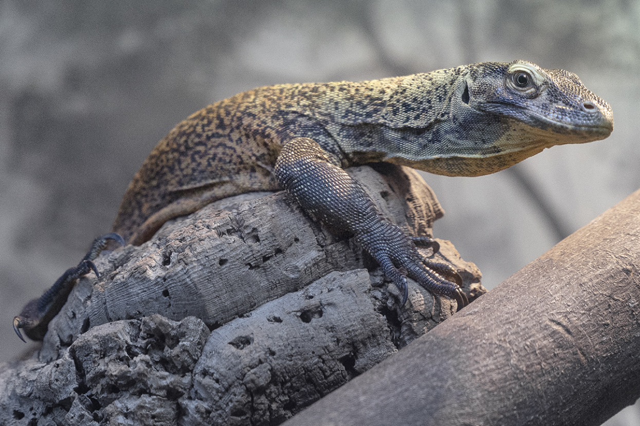 Juvenile Komodo dragon on rock