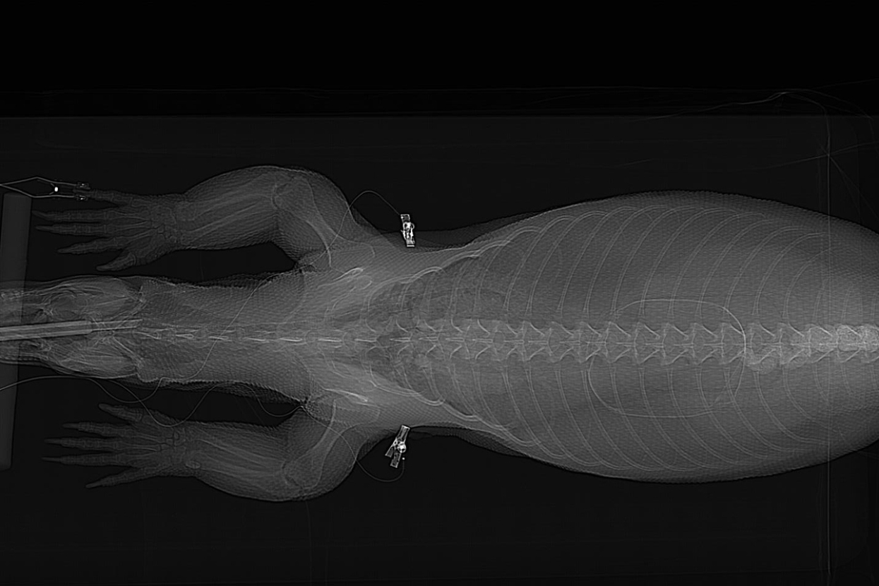 Komodo dragon CT scan