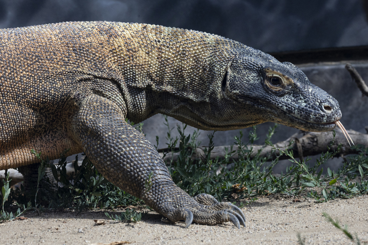 Adult Komodo dragon walking