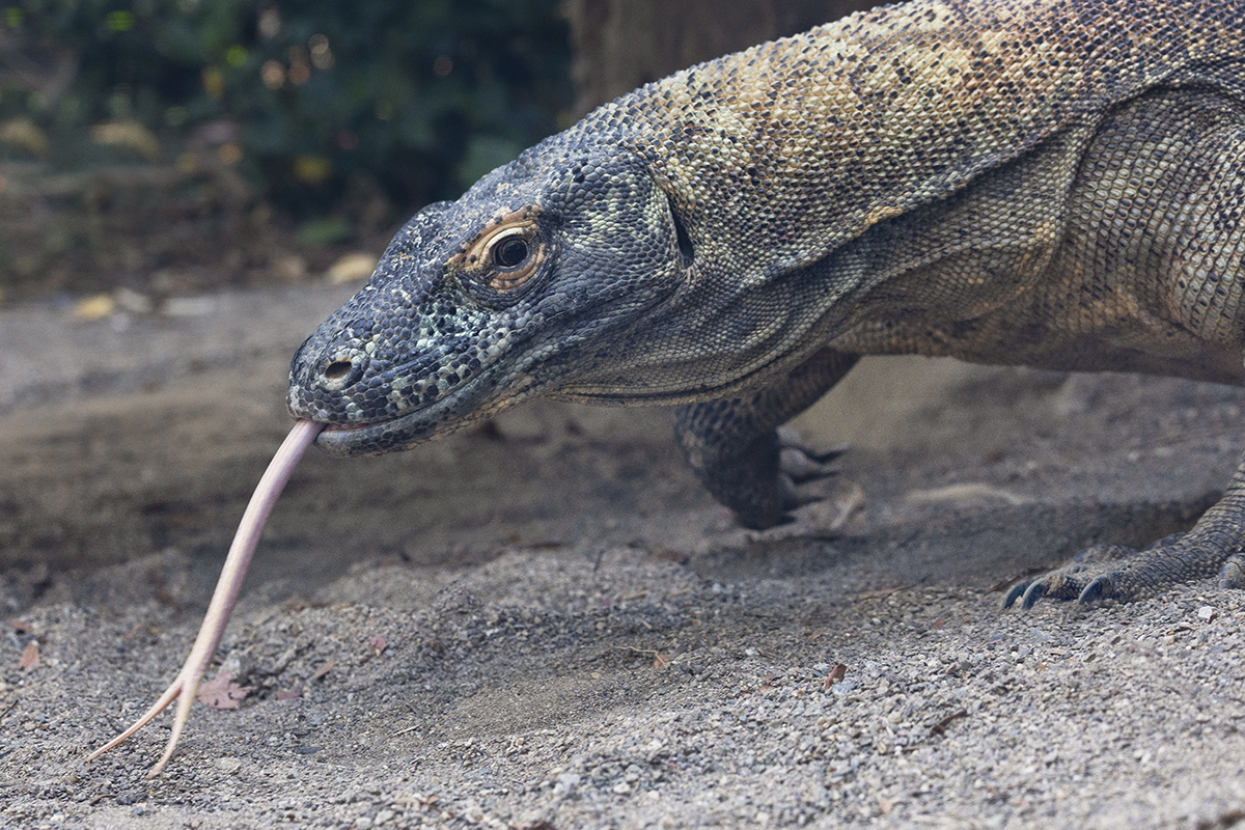 Adult Komodo dragon with tongue out