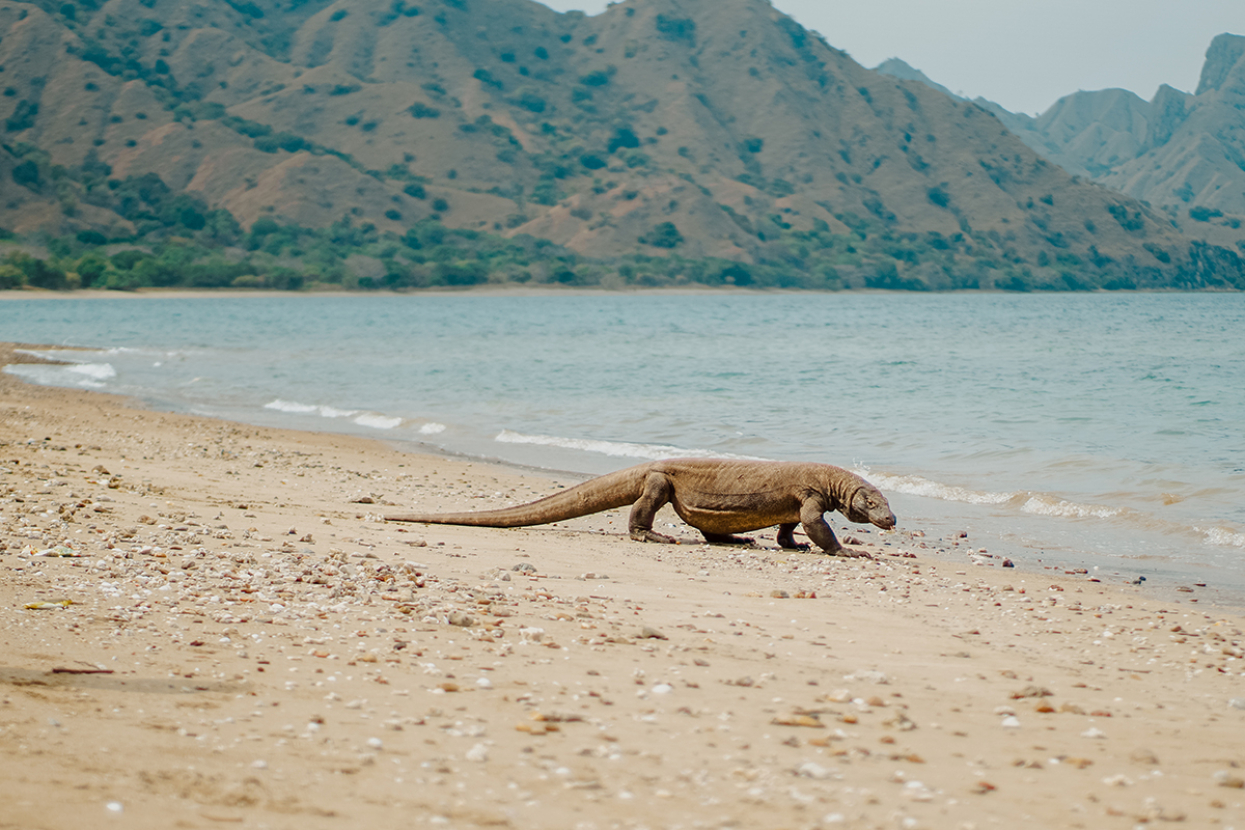 Komodo dragon at Komodo National Park