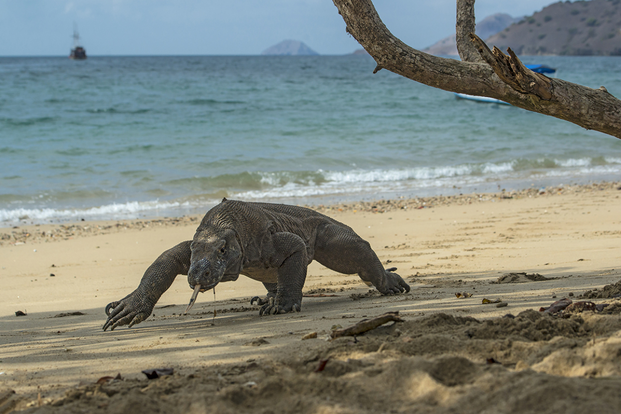 Komodo dragon walking on beach