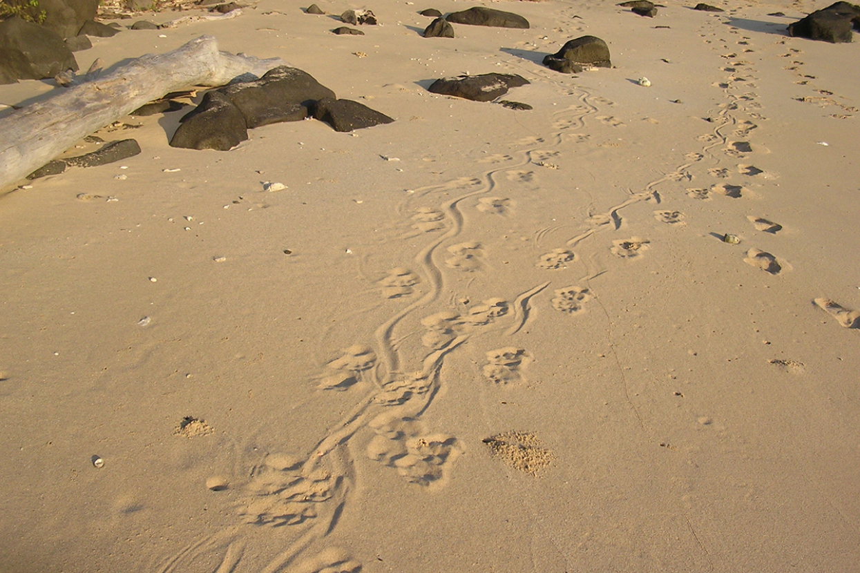 Komodo dragon tracks in sand