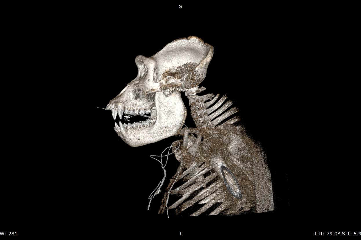 CT scan of Mizani in profile