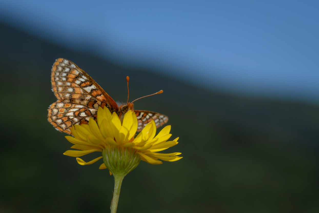 Quino checkerspot butterfly on flower