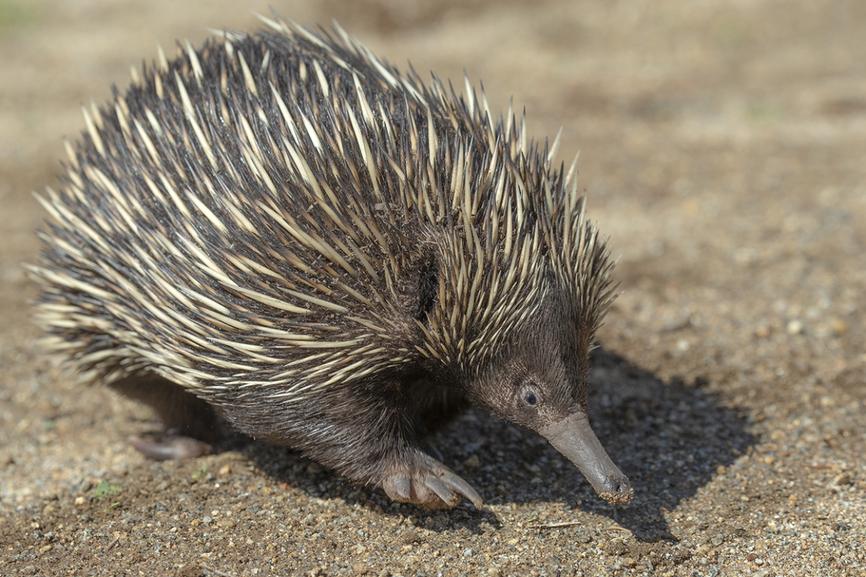 adult echidna