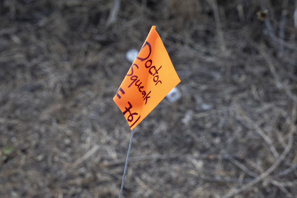 Pacific pocket mouse name indicator at Camp Pendleton