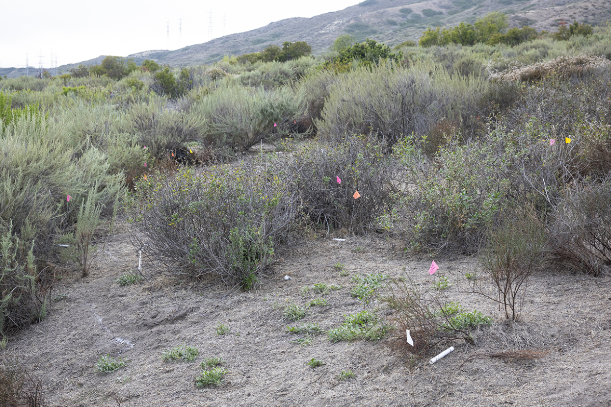 area at Camp Pendleton where the Pacific pocket mice were reintroduced