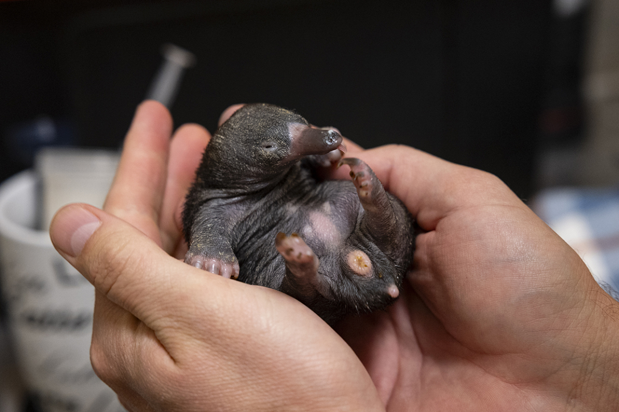 echidna puggle at hospital in person's hands