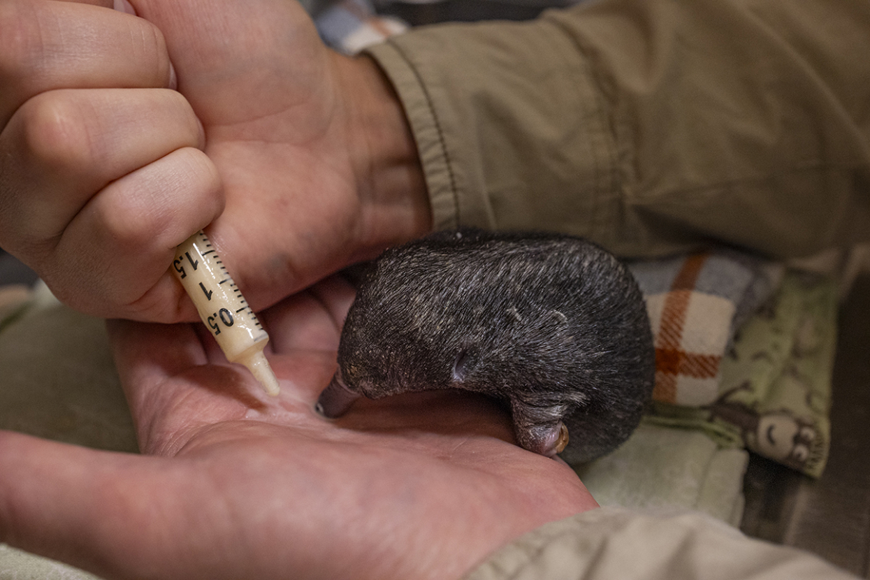 echidna puggle drinking milk from a person's hand