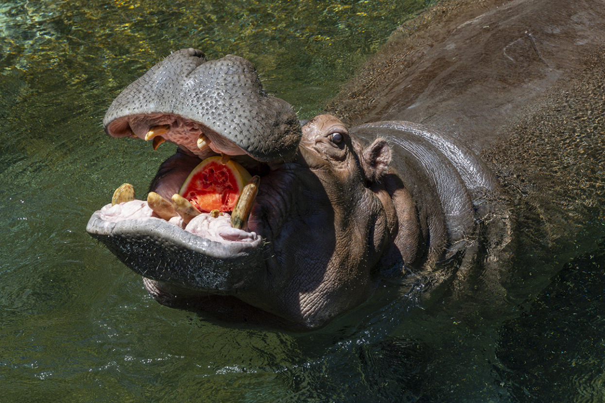 Funani the hippo with watermelon